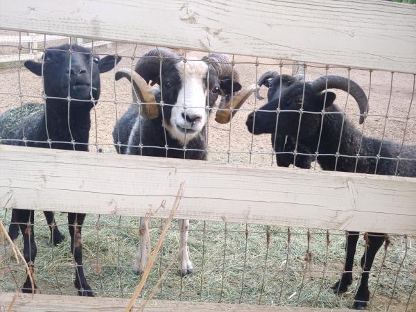 /Images/uploads/San Diego County Farm Bureau/onthefarm/entries/14071thumb.jpg